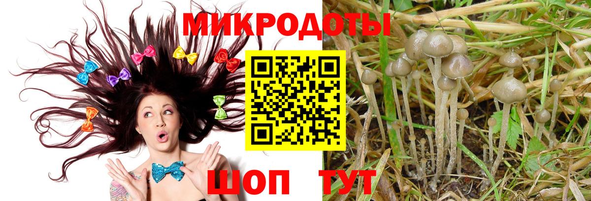 Псилоцибиновые грибы Psilocybe Новоалександровск