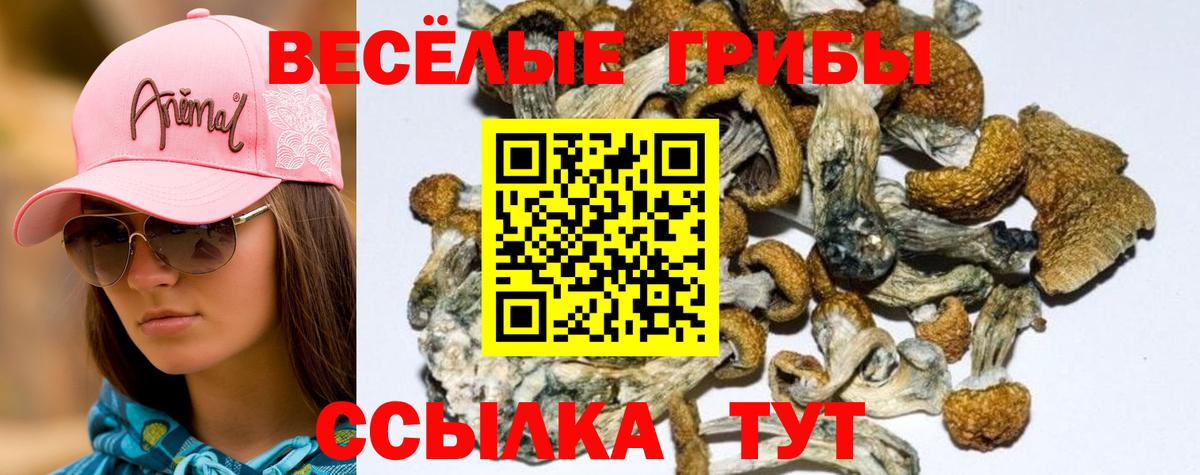 Псилоцибиновые грибы Psilocybe  Вход с VPN  Новоалександровск 
